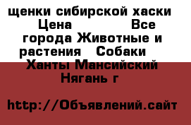 щенки сибирской хаски  › Цена ­ 10 000 - Все города Животные и растения » Собаки   . Ханты-Мансийский,Нягань г.